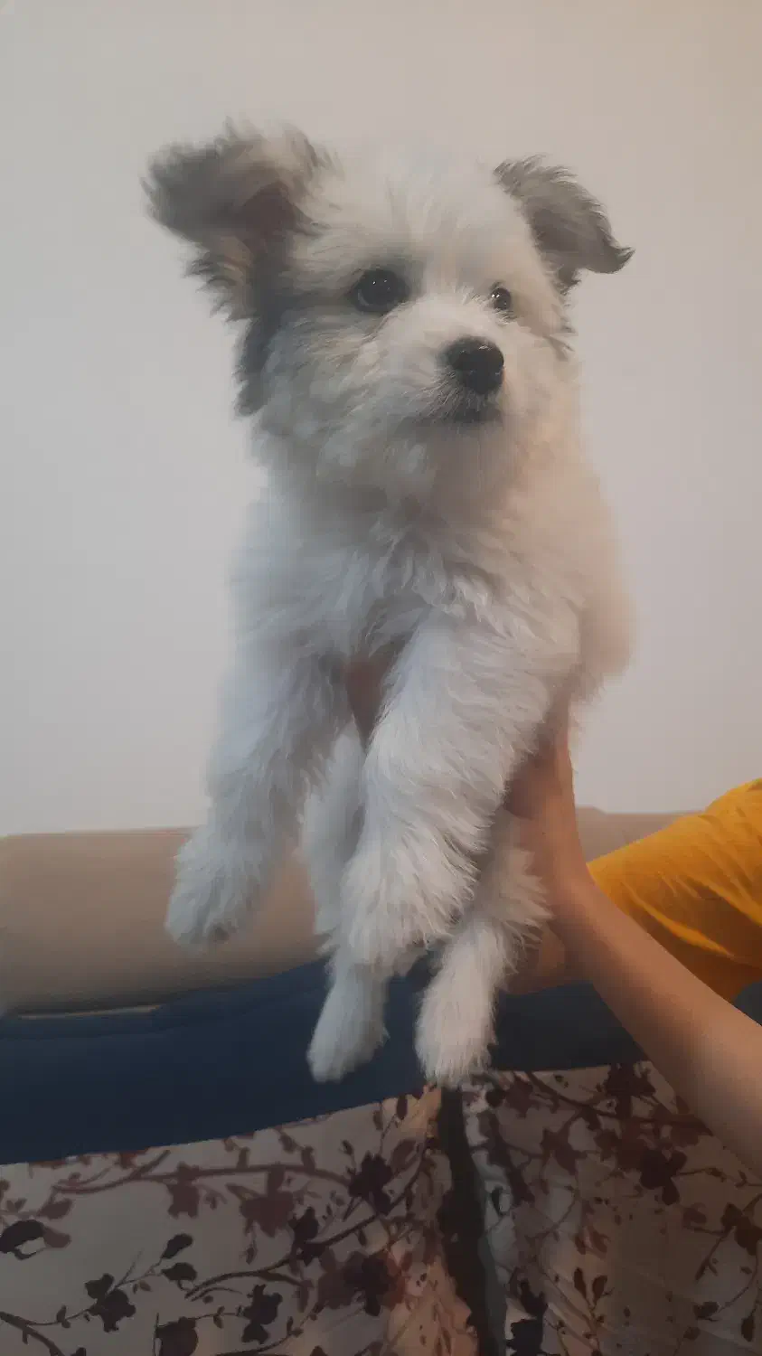 فروش توله سگ شیتزو|سگ|فیروزآباد (فارس), |دیوار