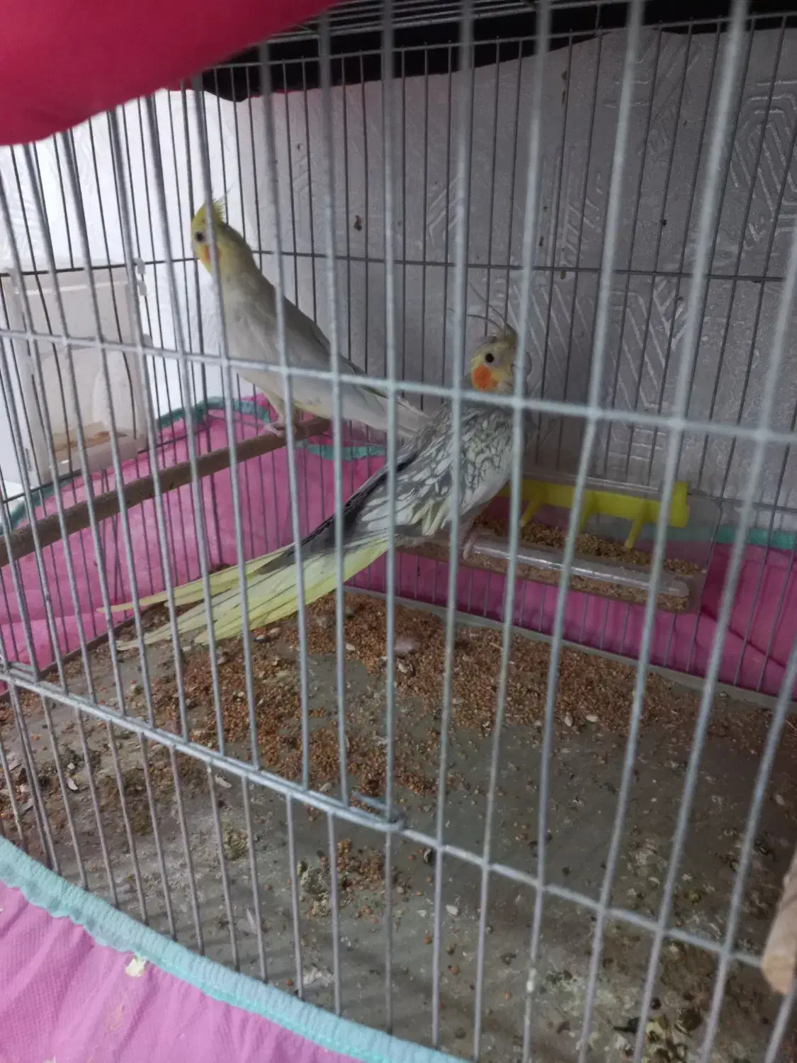 عروس هلندی|پرنده|مسجد سلیمان, |دیوار