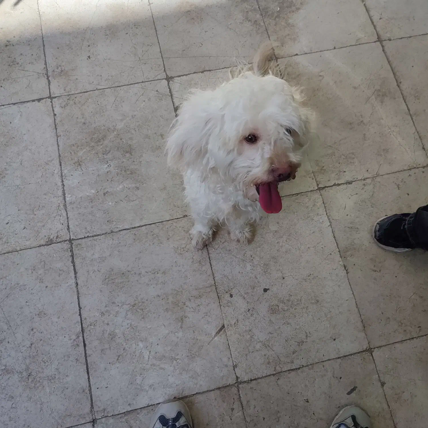 سگ شیتزو|سگ|قزوین, |دیوار