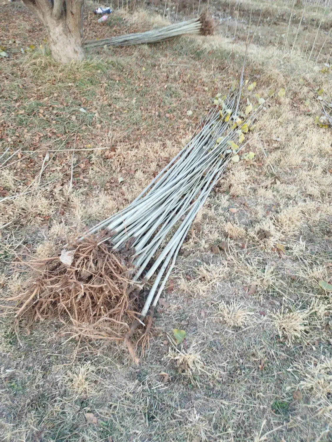 فوری فوری نهال صنوبر|حراج|بوکان, |دیوار