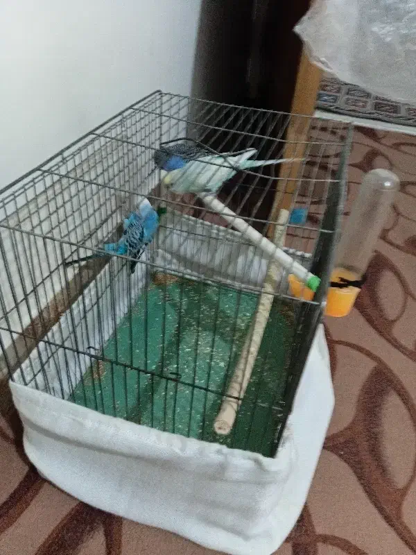 مرغعشق|پرنده|قره چای, |دیوار