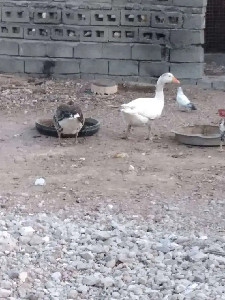 سلام علیکم فروش غاز و بوقلمون|حیوانات مزرعه|رویدر, |دیوار