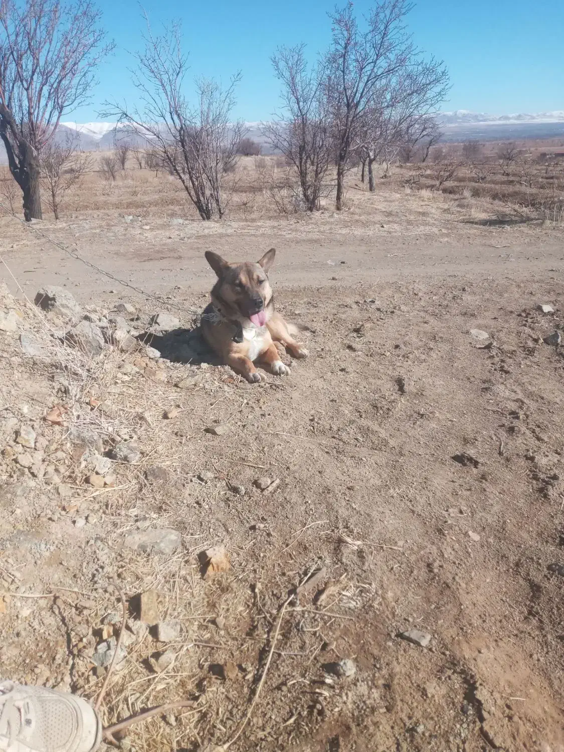 سگ پاکوتاه گرگی|سگ|خرمدره, |دیوار