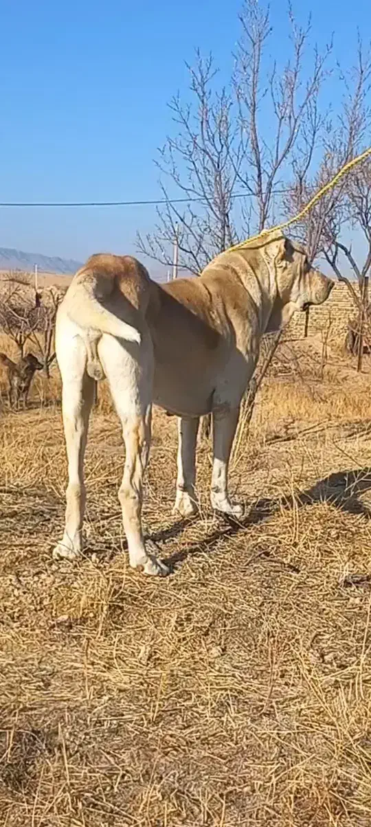 سرابی ۳ساله|سگ|آبگرم, |دیوار