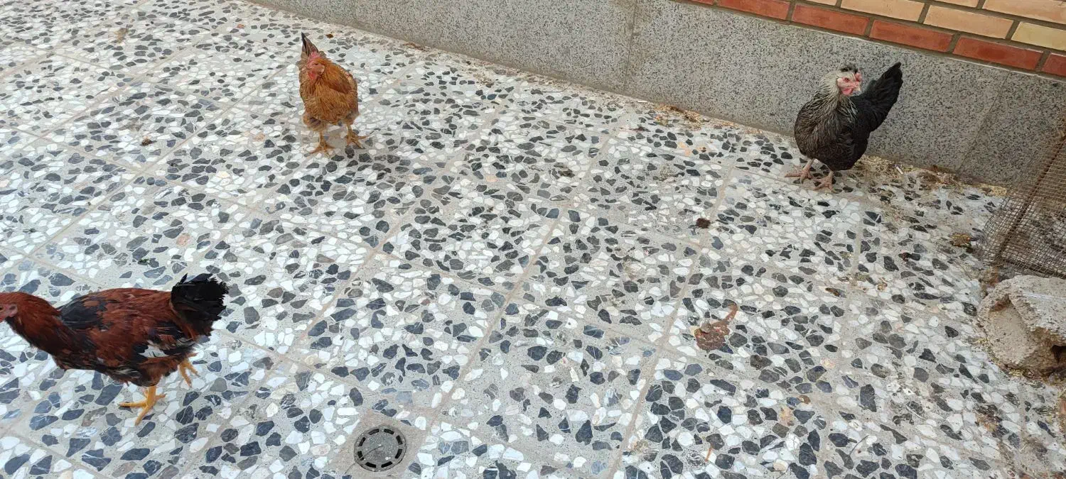 مرغ وخروس|حیوانات مزرعه|خمینیشهر, |دیوار