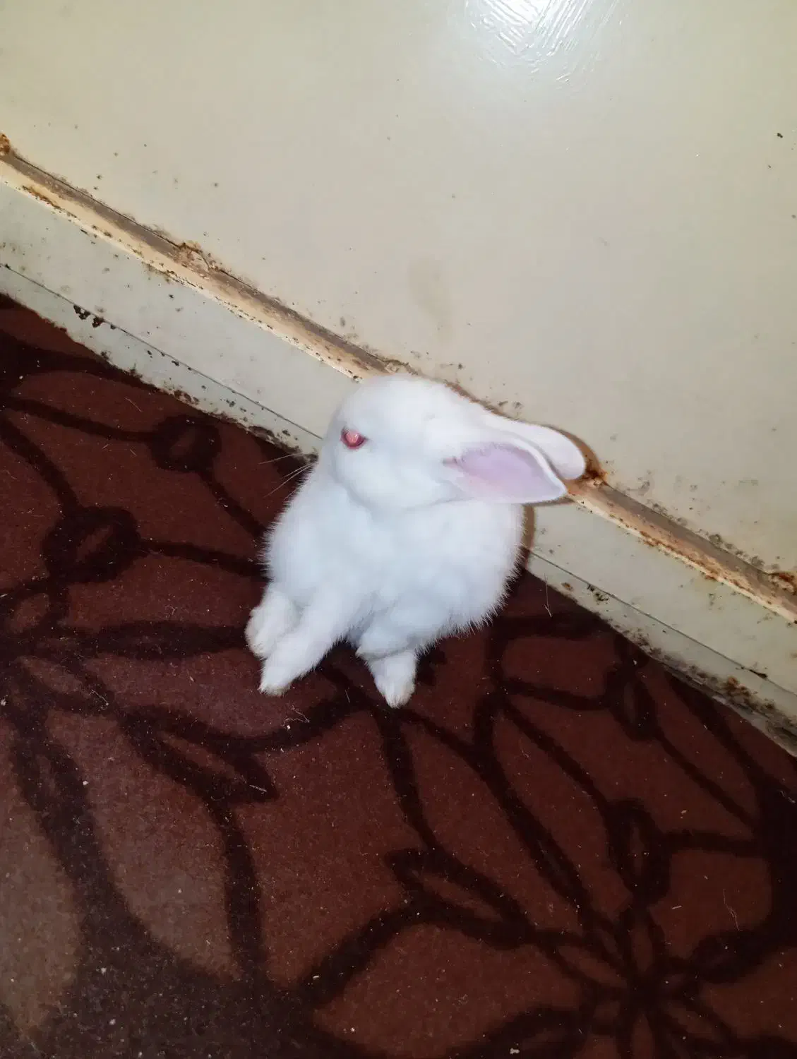 خرگوش گمشده|حیوانات|یاسوج, |دیوار