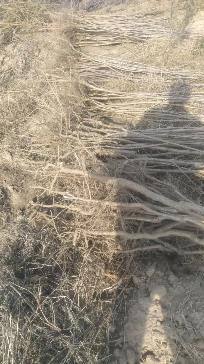 نهال گیلاس|خدمات باغبانی و درختکاری|بجنورد, |دیوار