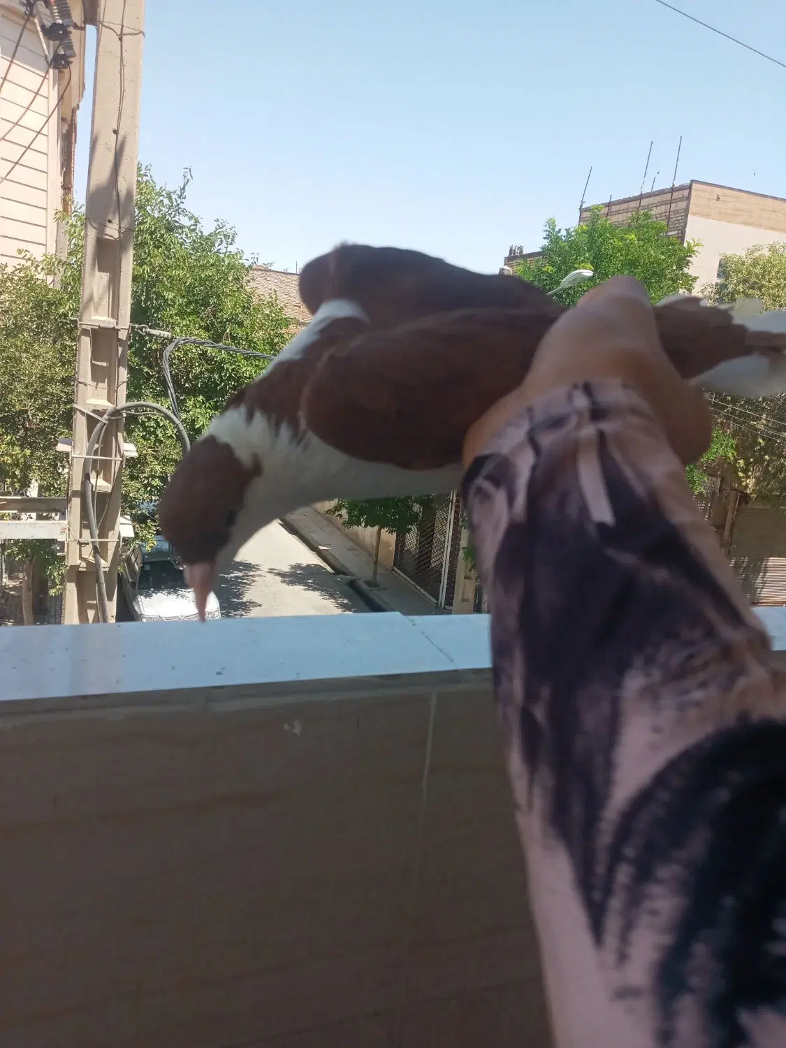 کفتر ساده|پرنده|مشهد, نیزه|دیوار