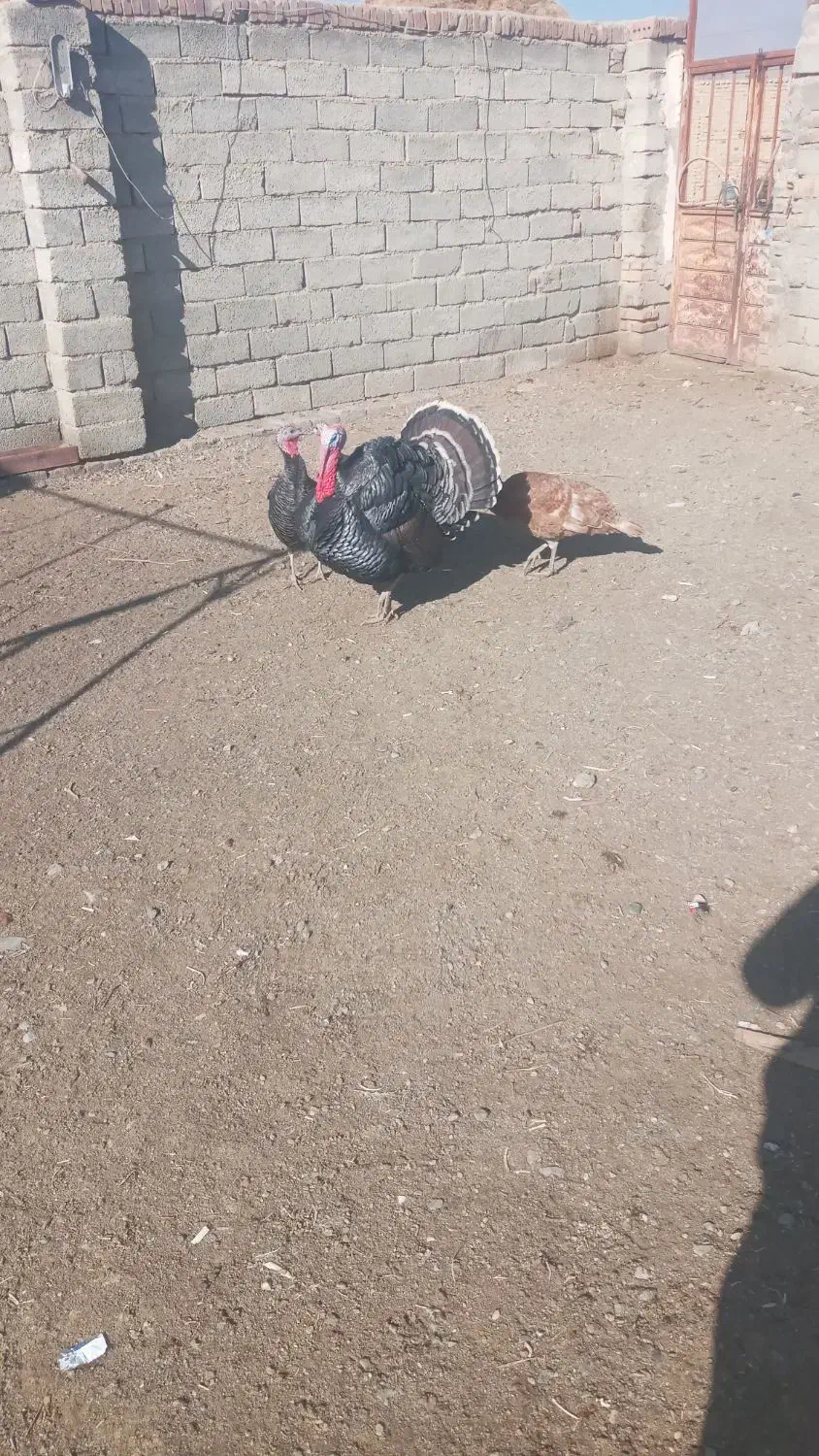 گوشتی بوقلمون|حیوانات مزرعه|خوی, |دیوار