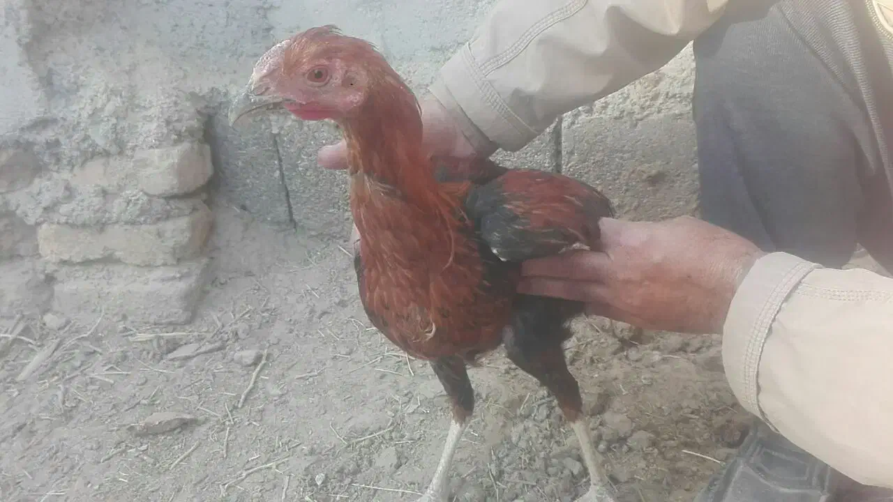 سه خروس وطنی چاق چله دو رگه|حیوانات مزرعه|کوهپایه, |دیوار