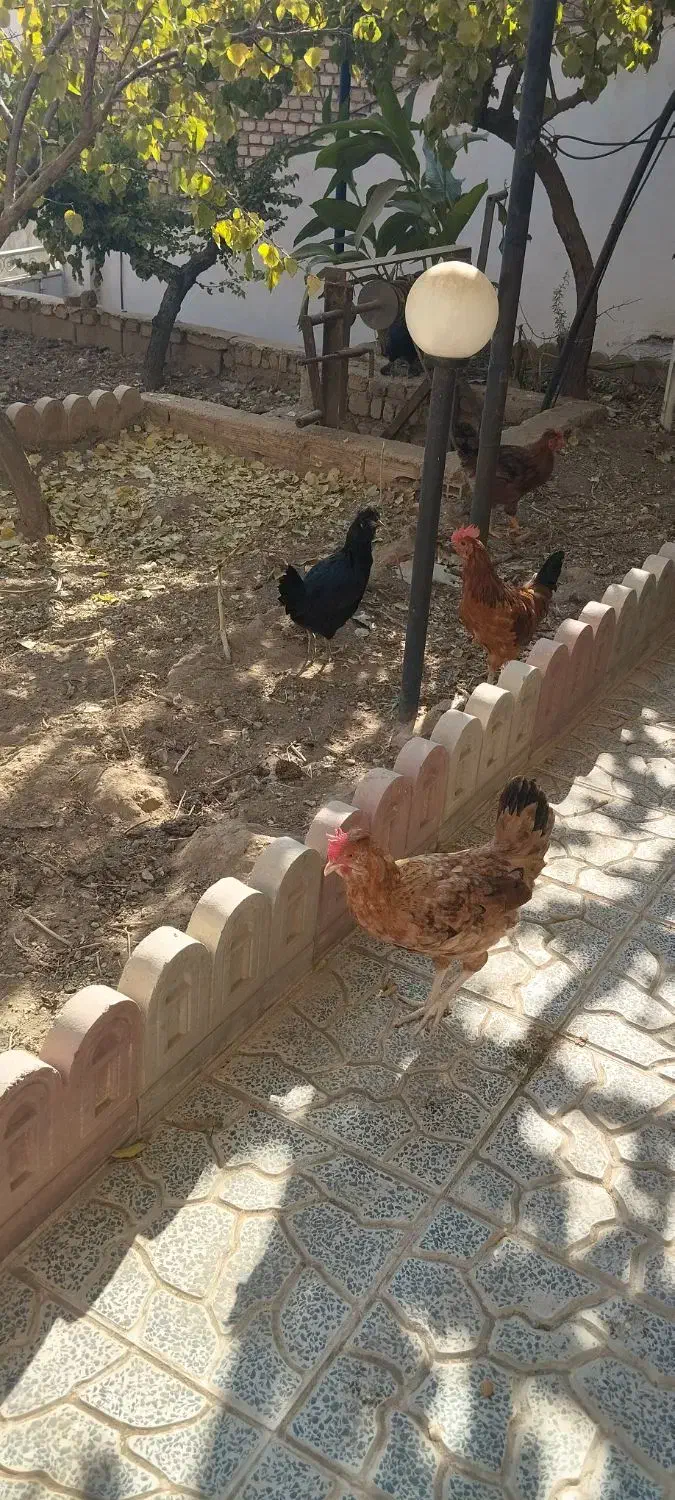 مرغ و خروس محلی|حیوانات مزرعه|هشتگرد, هیو|دیوار
