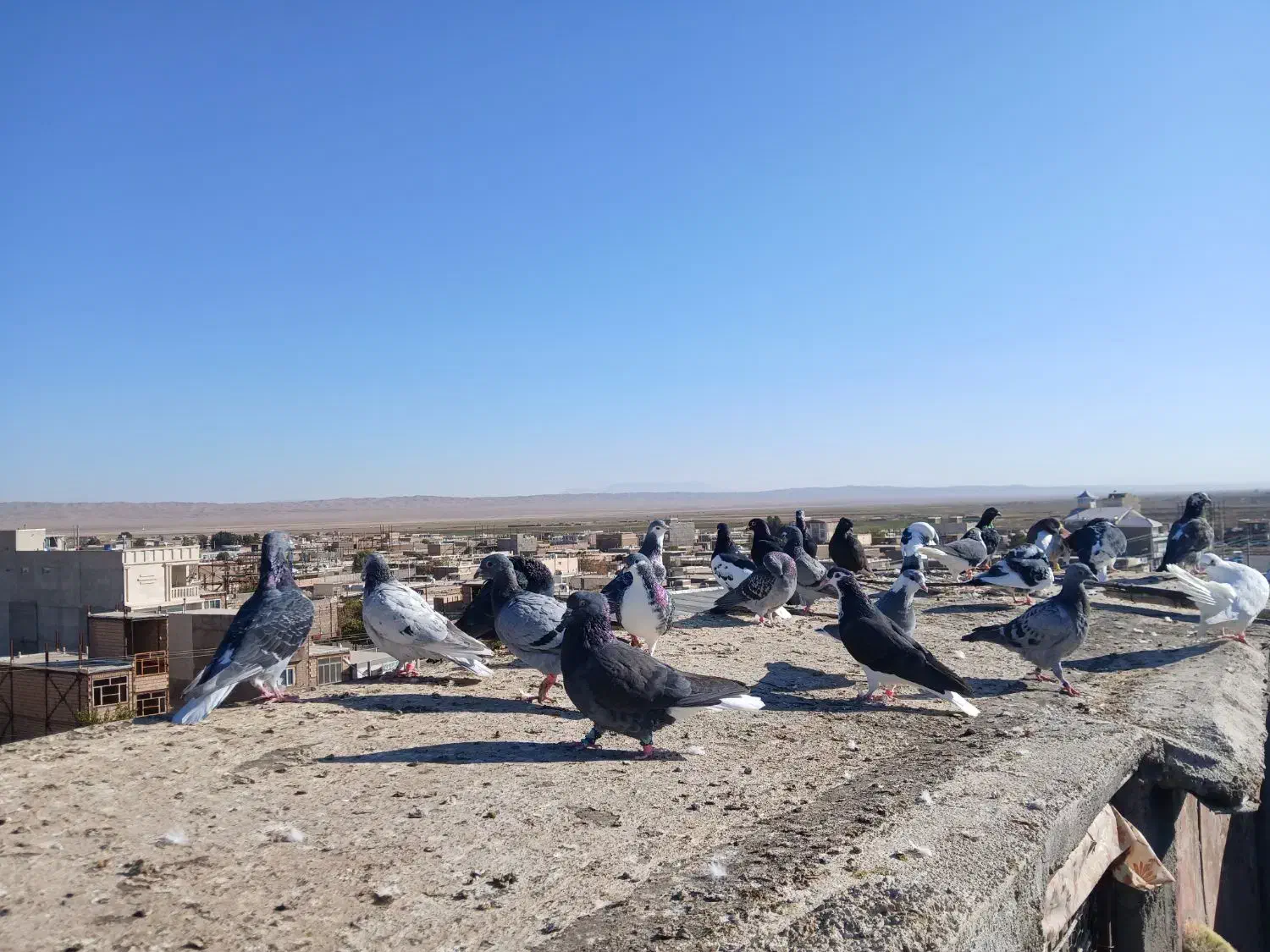 ۳۳ عدد پرشی|پرنده|عطاملک, |دیوار