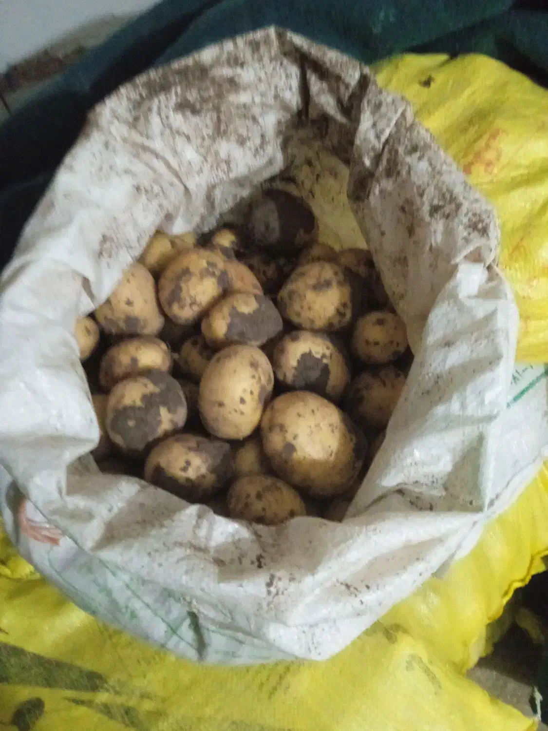 سیب زمینی ارگانیک|خوردنی و آشامیدنی|خاوه, |دیوار