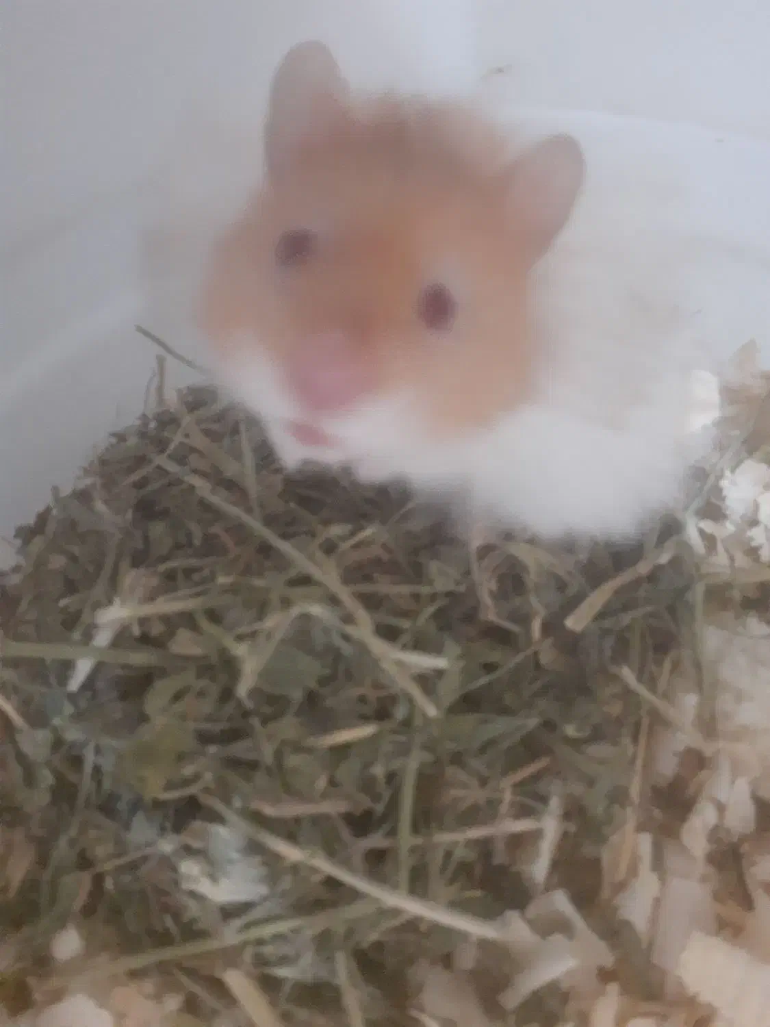 همستر|موش و خرگوش|رشت, گلباغ نماز|دیوار