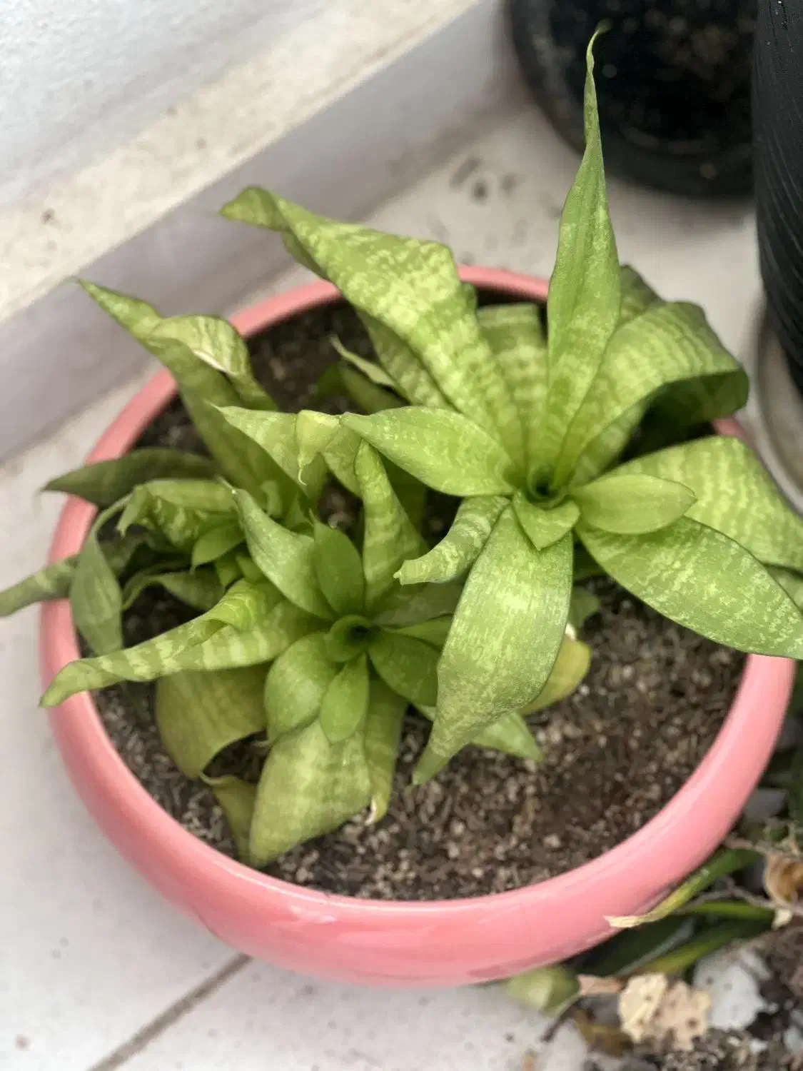 گل طبیعی|گل و گیاه طبیعی|سهند, |دیوار