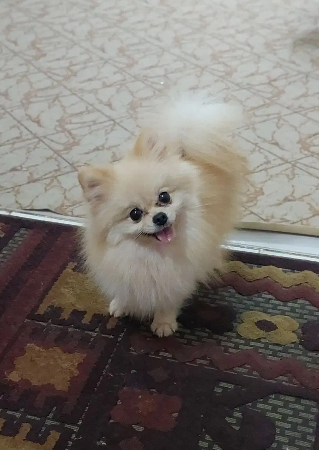 پامر خرسی نر جهت جفتگیری|سگ|آمل, |دیوار