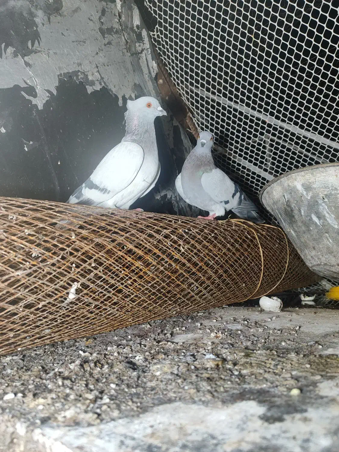 کبوتر سبز|پرنده|بستان آباد, |دیوار