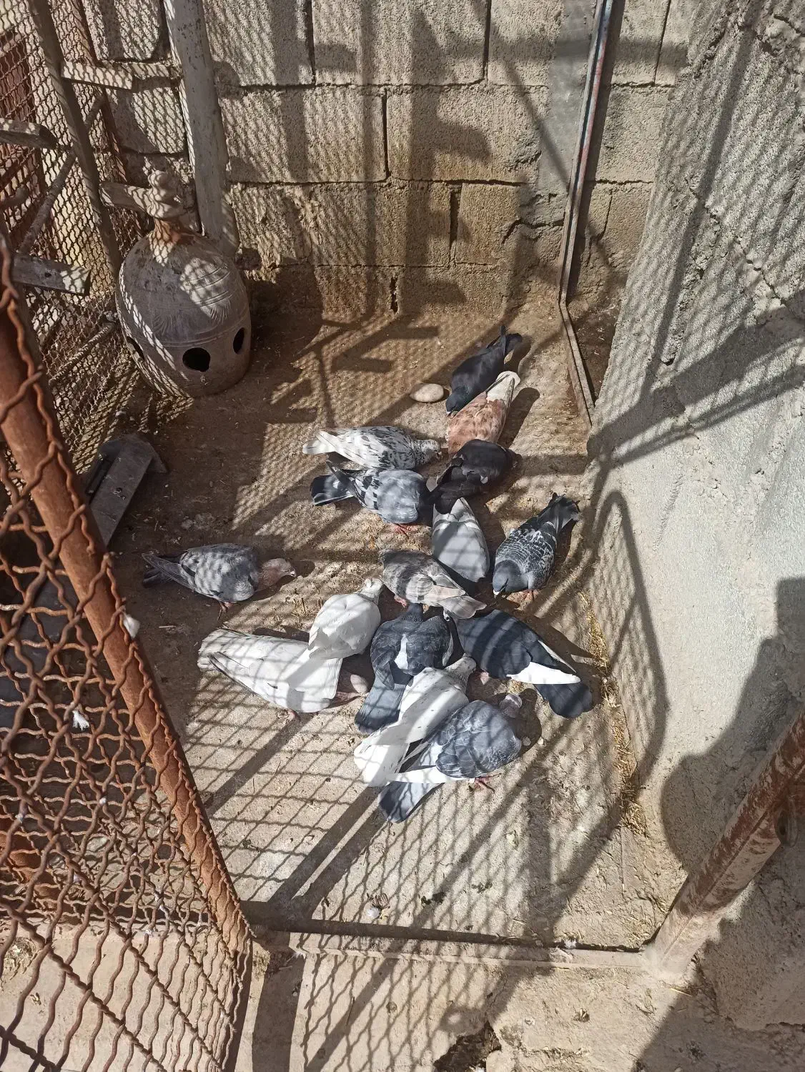 کبوتر|پرنده|اندیمشک, |دیوار