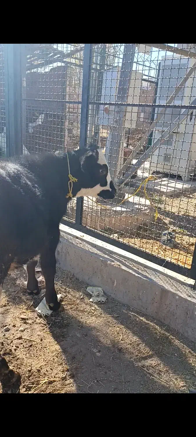 گوساله|حیوانات مزرعه|نظر کهریزی, |دیوار