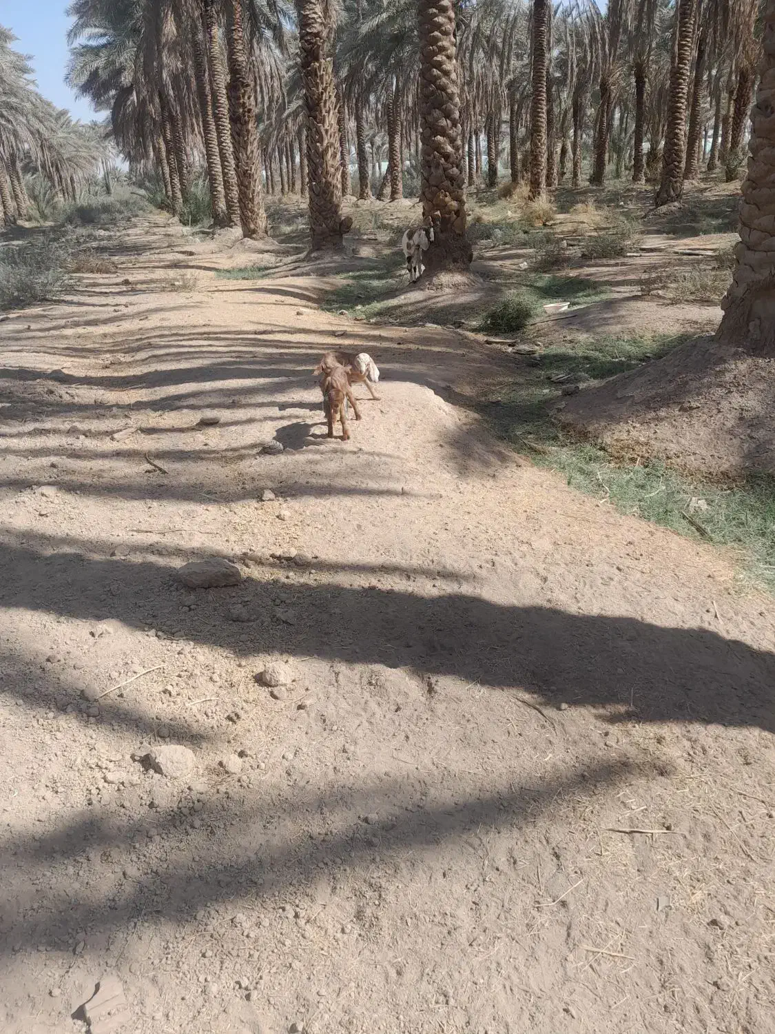 دوعدد گوسفند پاکستانی با کهره|حیوانات مزرعه|جیرفت, |دیوار