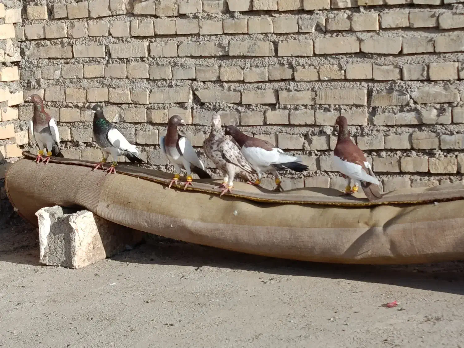 نر درجه یک کبوتر|پرنده|باوی, |دیوار