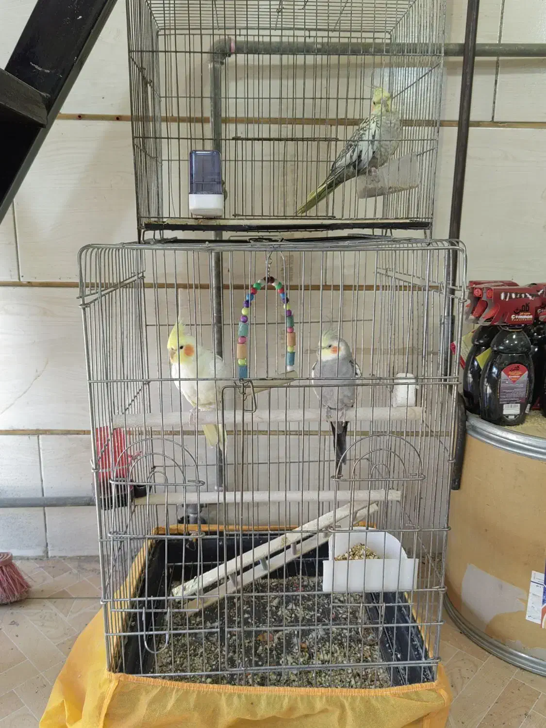 (عروس هلندی) (فنچ)|پرنده|قزوین, |دیوار