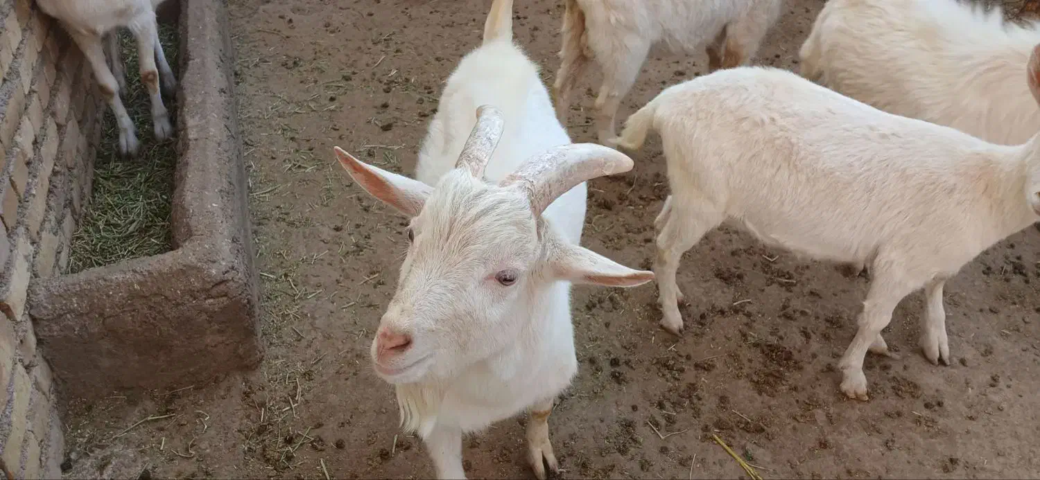 فروش/سه راس/نر/بز سانن/رگ خونی اوین ژن|حیوانات مزرعه|سلطانیه, |دیوار