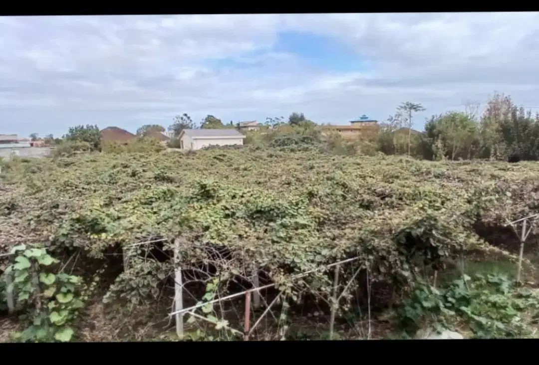 فروش زمین و خانه کلنگی با ۲۰۰نهال کیوی خونی|فروش خانه و ویلا|حویق, |دیوار