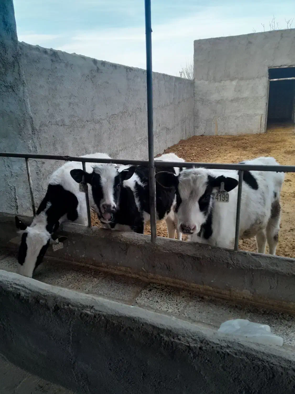 گوساله|حیوانات مزرعه|بوئین زهرا, |دیوار