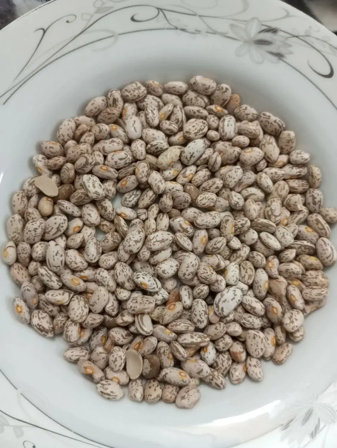 لوبیا ارتشی.سراب|عمدهفروشی|اسلامشهر, شهرک مهدیه|دیوار