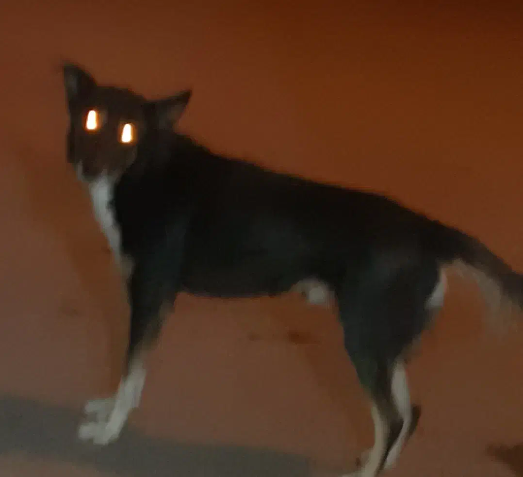 یک عددسگ|سگ|بروجرد, |دیوار