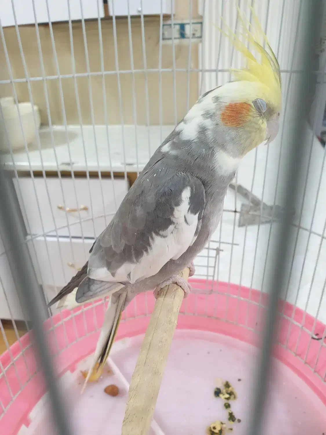 عروس هلندی دستی و سخنگو|پرنده|فردوس (خراسان), |دیوار