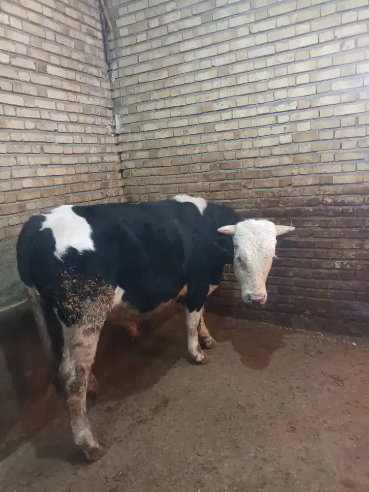 گوساله|حیوانات مزرعه|کلاترزان, |دیوار