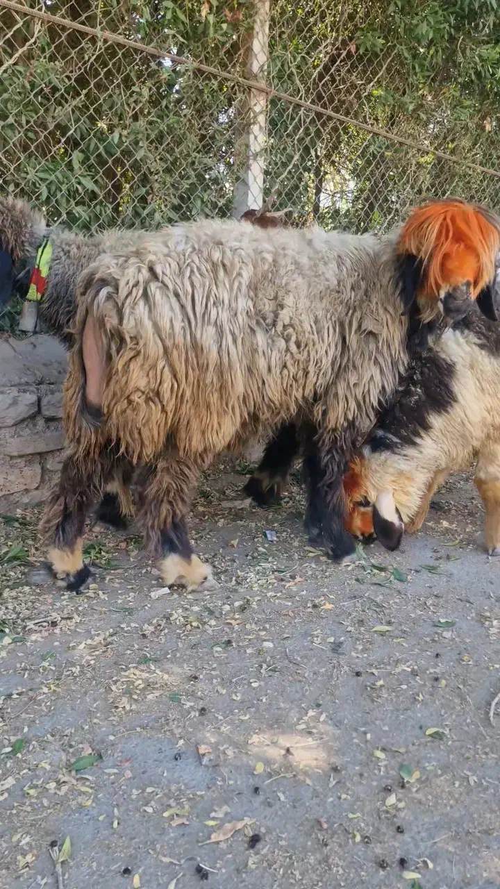 میش وبره ماده اصلی|حیوانات مزرعه|شوشتر, |دیوار