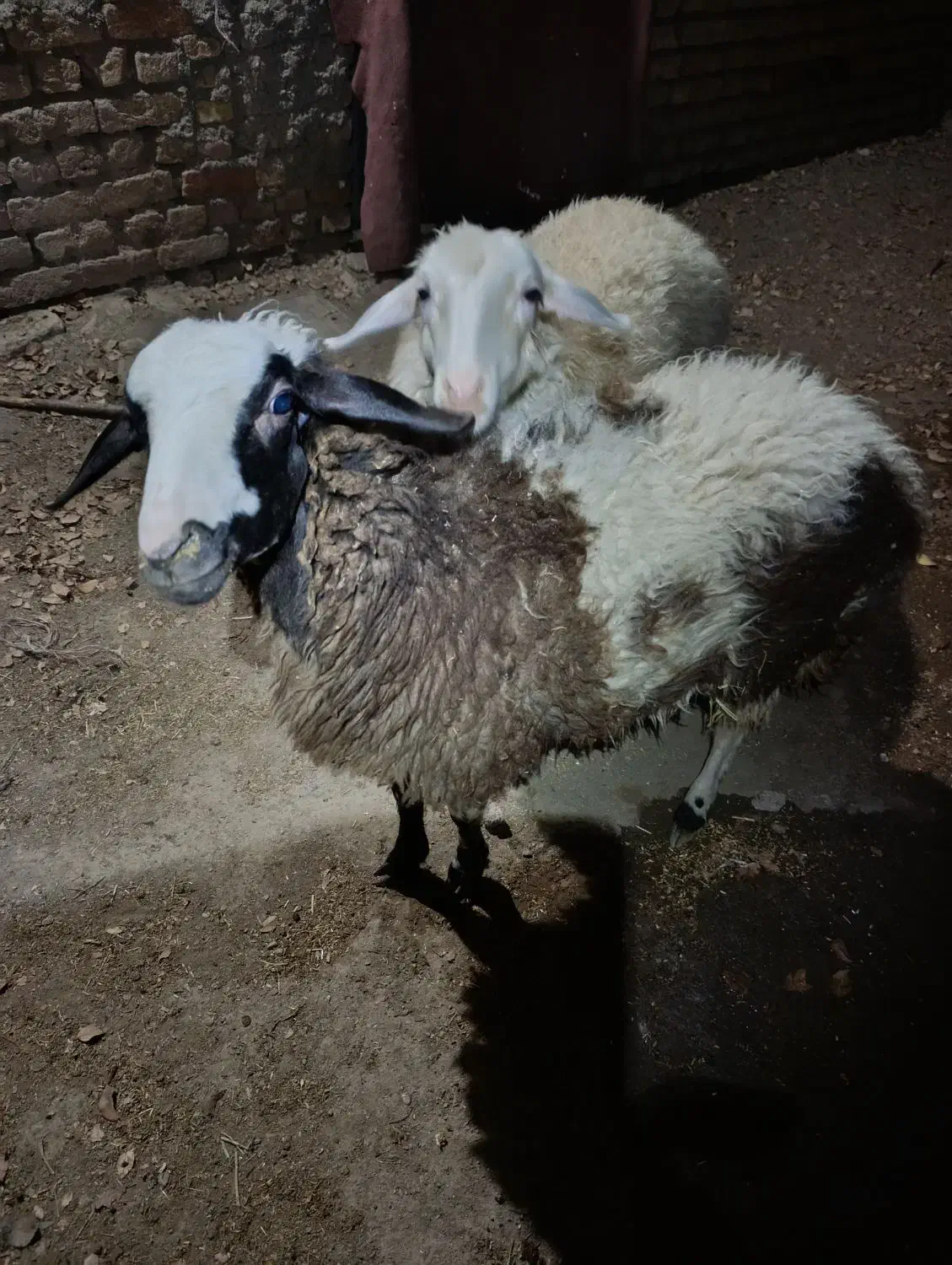 فروش دو عدد بره ماده|حیوانات مزرعه|گلپایگان, |دیوار