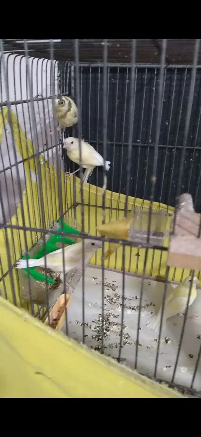 قناری یجا سلامت|پرنده|هشتگرد, شهرک راه آهن|دیوار