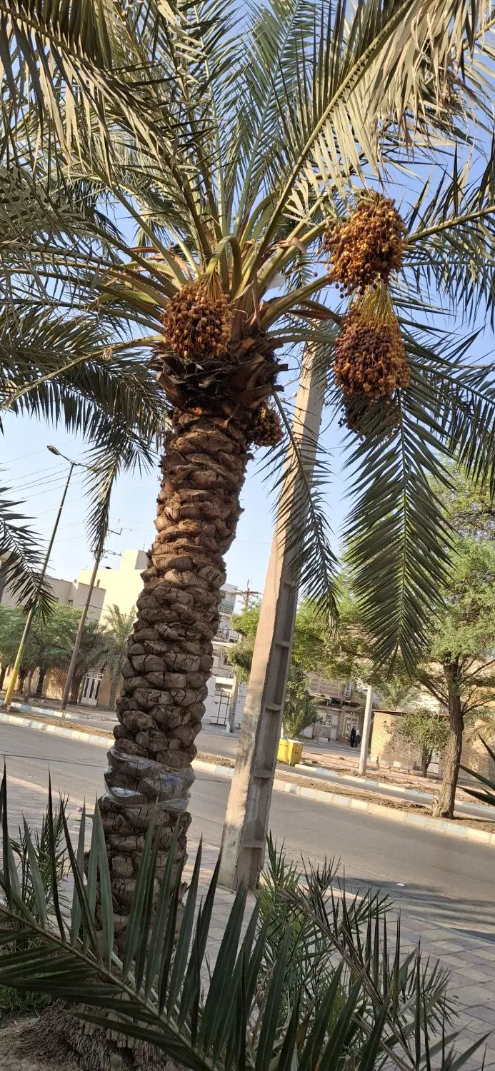 خرما|خوردنی و آشامیدنی|بندر ماهشهر, |دیوار
