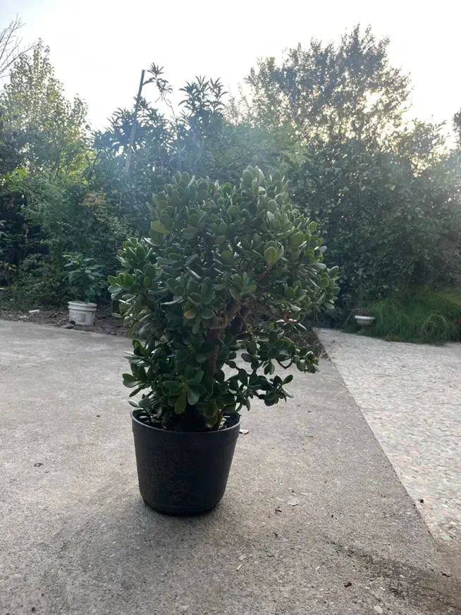 گل یشم|گل و گیاه طبیعی|خمام, |دیوار