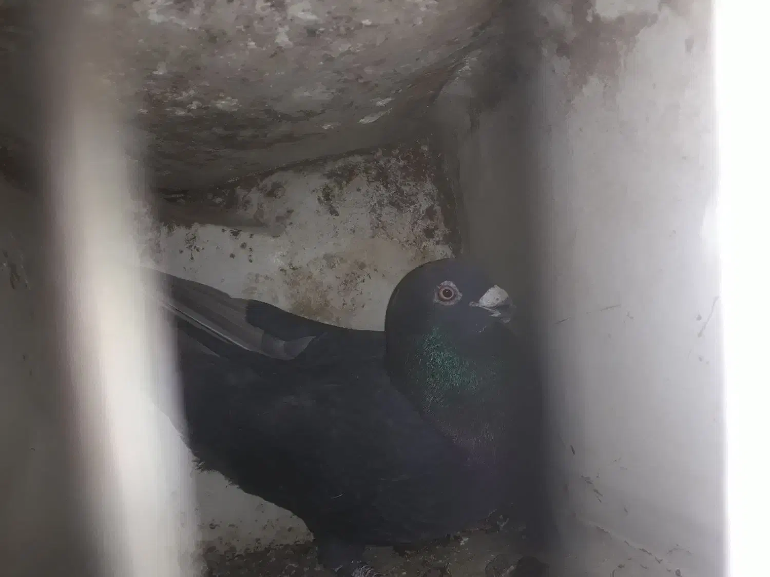 زاغ|پرنده|زبرخان, |دیوار