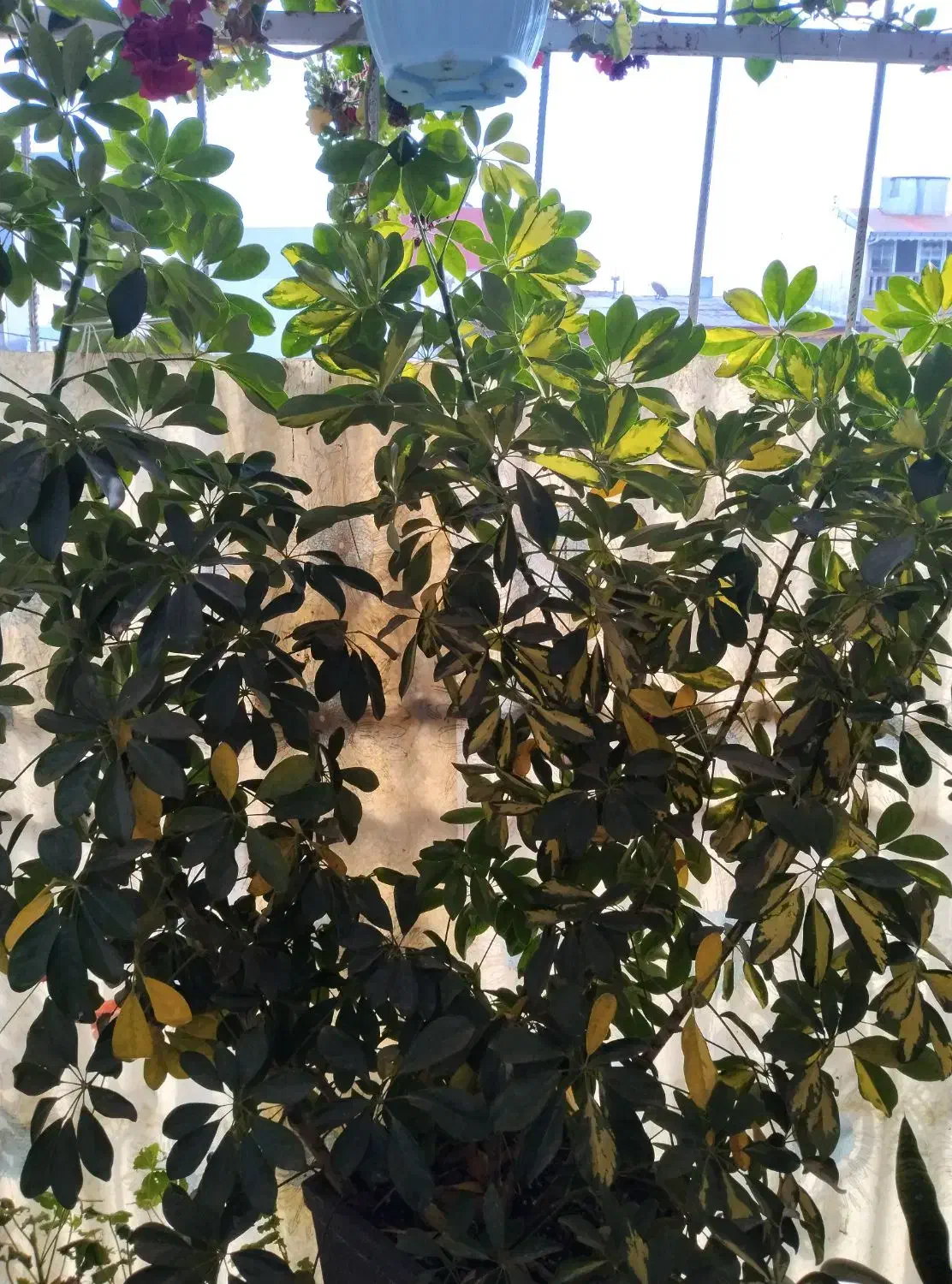 گل و گیاه طبیعی|گل و گیاه طبیعی|رشت, دخانیات|دیوار