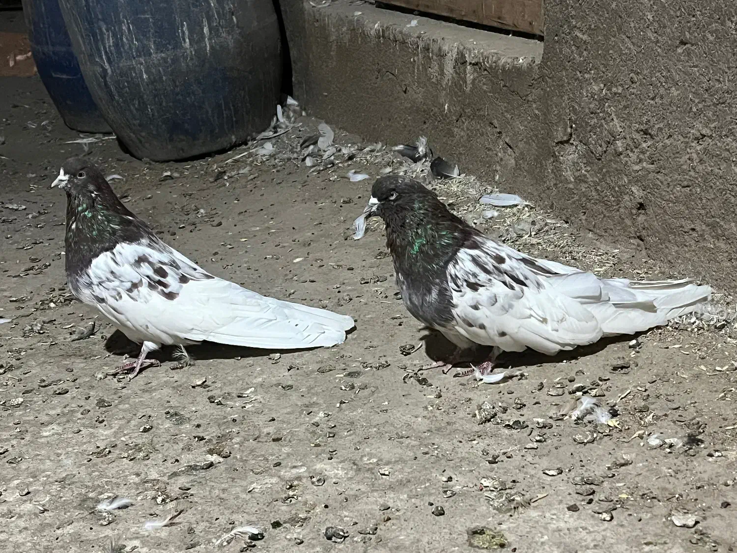 پدر و پسر|پرنده|میانه, |دیوار