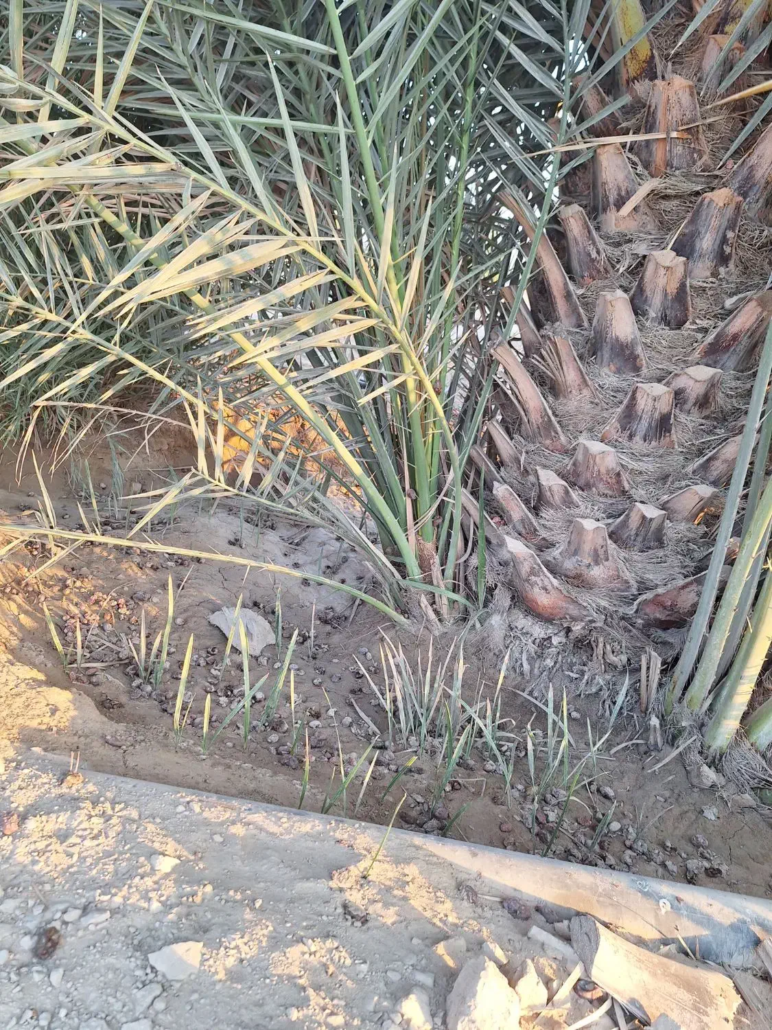 دمیت،پاجوش|خدمات باغبانی و درختکاری|کاکی, |دیوار