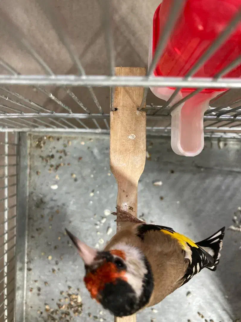 سهره رسمی گل بلند قرص قرص|پرنده|ری, صفاییه (چشمه علی)|دیوار