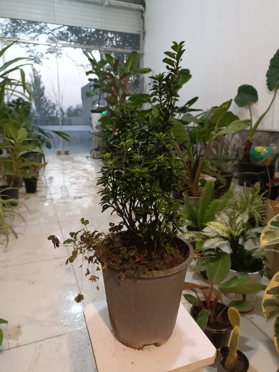 گل شمشاد ابلق و سبز و پایه دار ارسال رایگان + هدیه|گل و گیاه طبیعی|مشهد, رده|دیوار