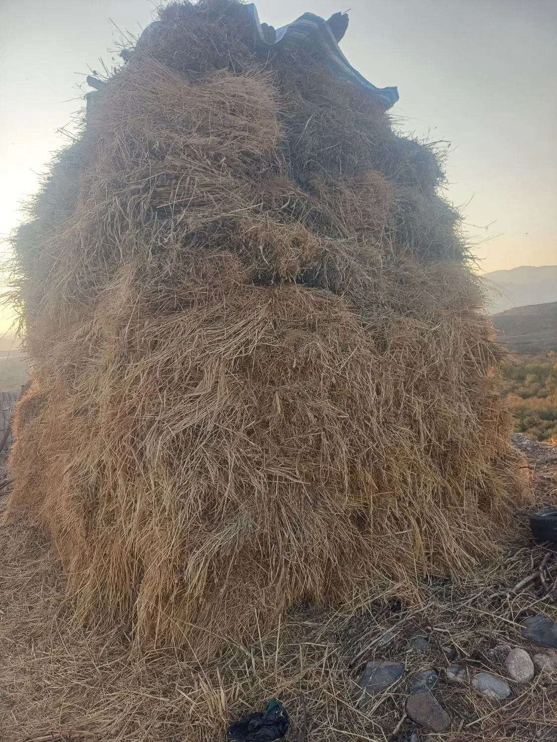 فروش علوفه|حیوانات مزرعه|مشگین شهر, |دیوار