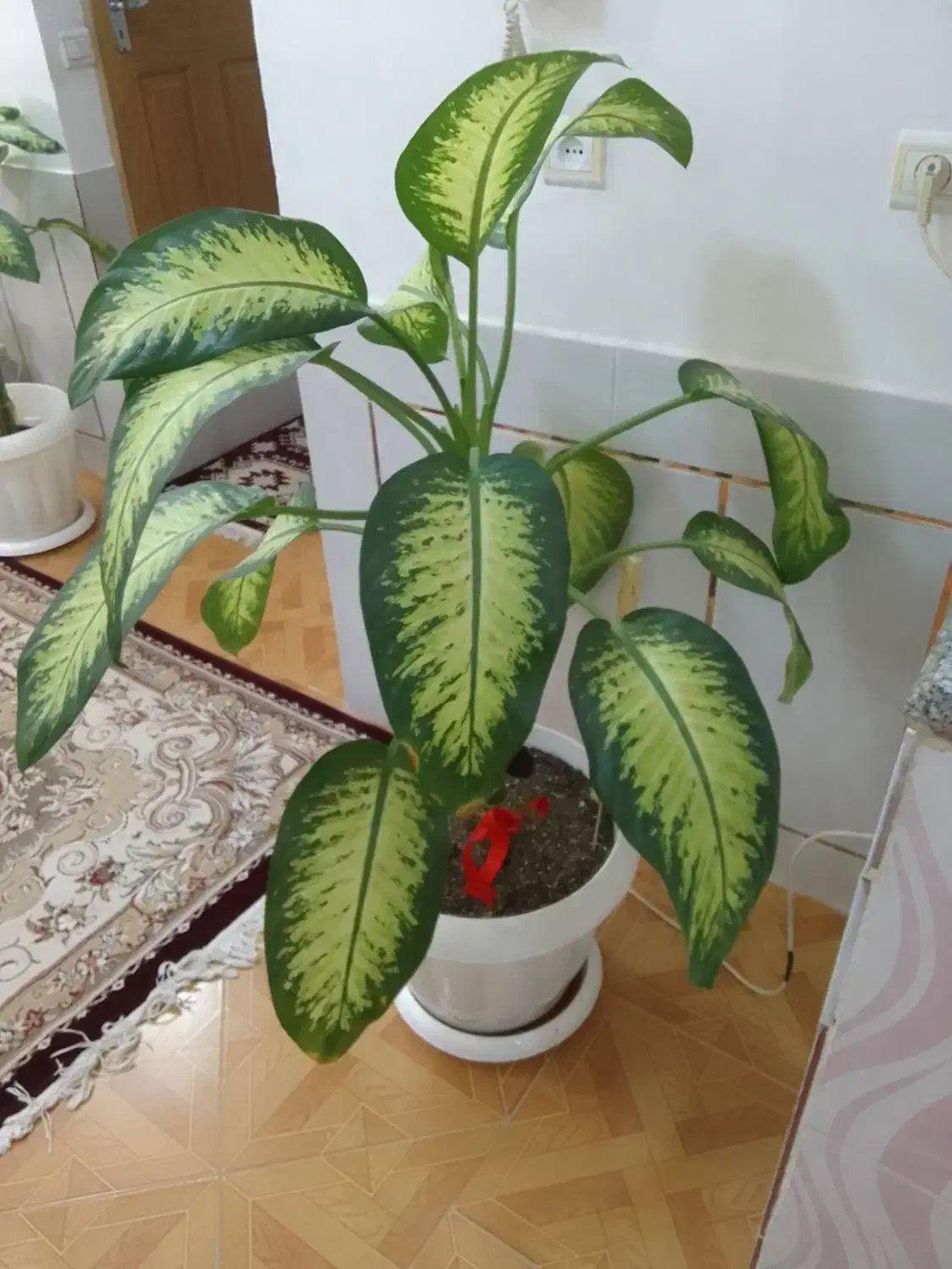 گل دیفن‌ باخیا شاداب سرحال|گل و گیاه طبیعی|شهرضا, |دیوار