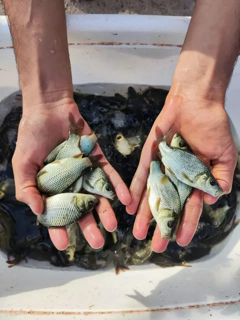 آبزیان بچه ماهی کپور آمور|ماهی|شیراز, آبیاری|دیوار