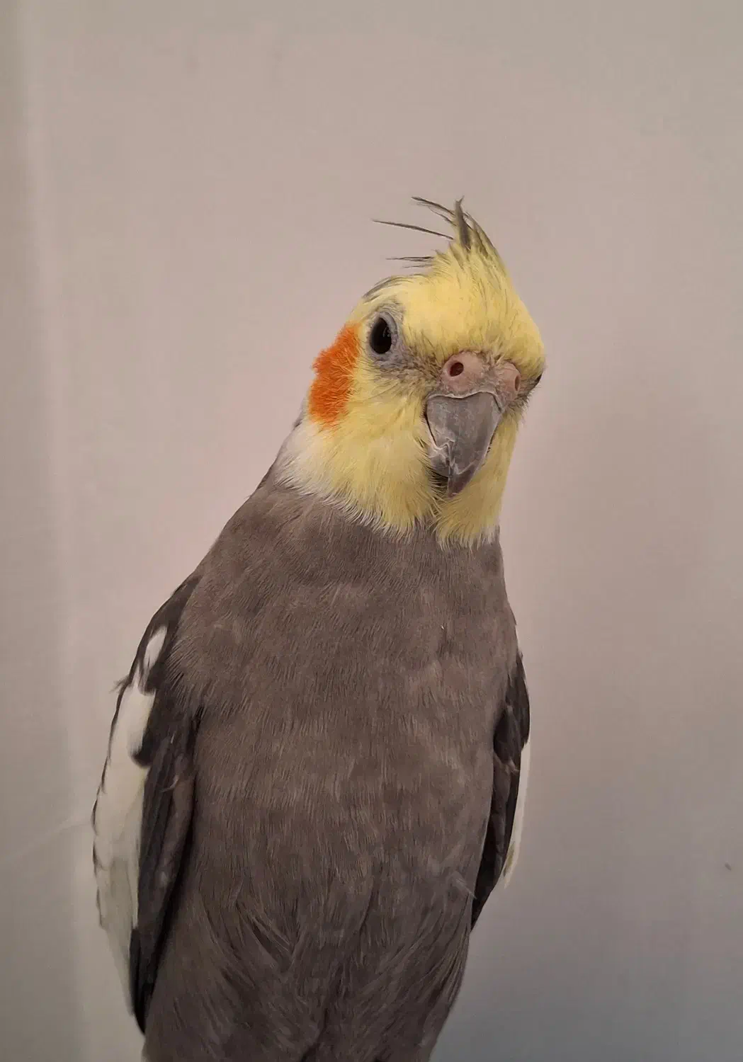 عروس هلندی|پرنده|کامیاران, |دیوار