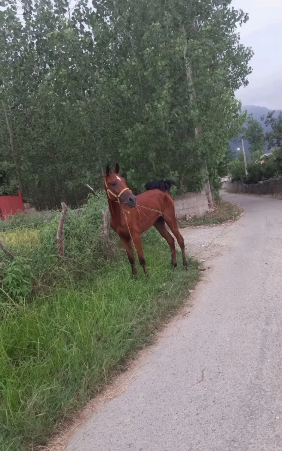 مادیان کرد ۱۸ ماه سر دم گیر|اسب و تجهیزات اسب‌سواری|ماسال, |دیوار