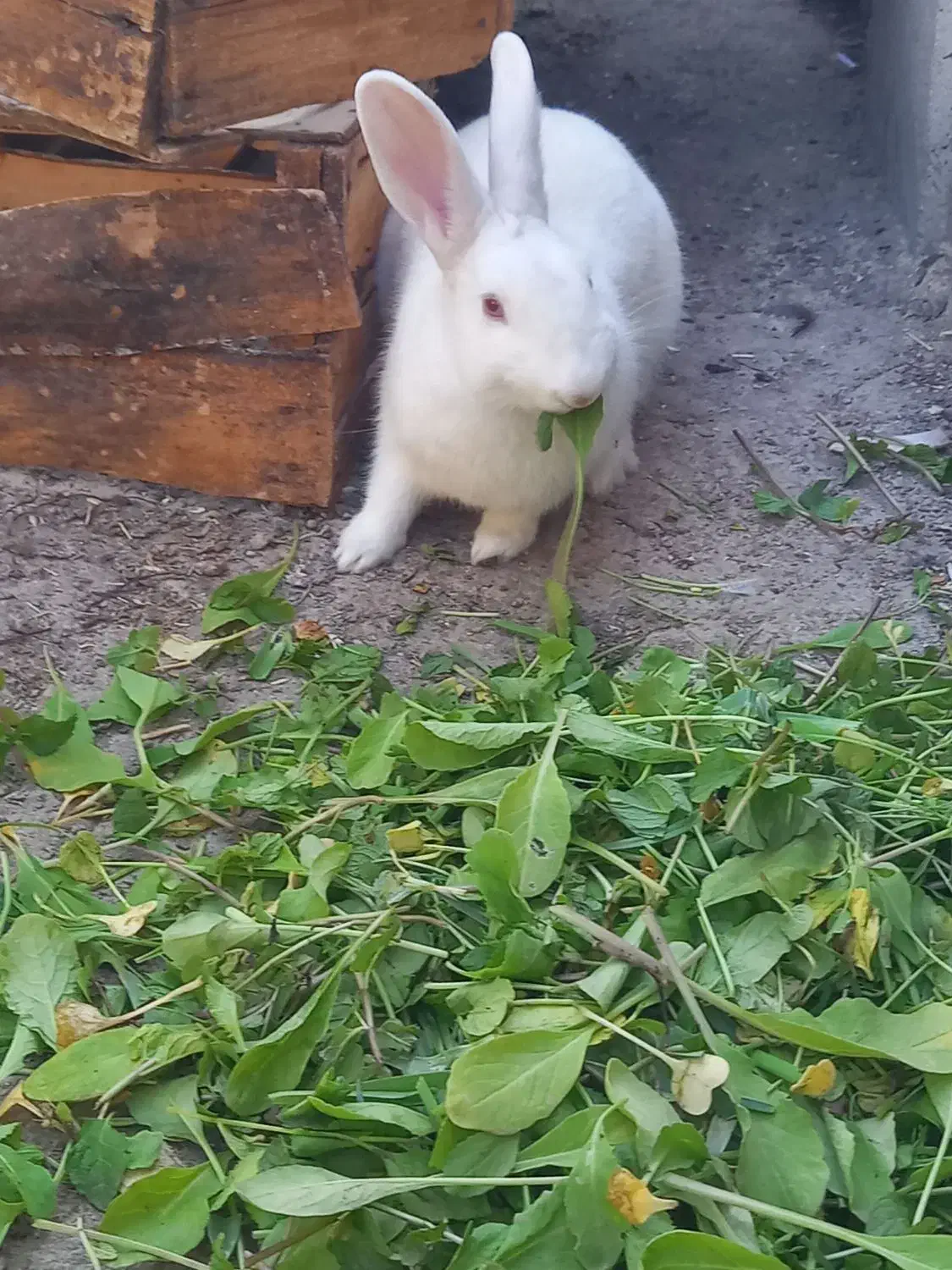 خرگوش|موش و خرگوش|ایذه, |دیوار